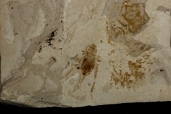 Insecte cricket   éocène  green river fmt   Uintah county - Utah - USA