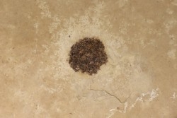 sicamore (fruit) eocene - green river fmt - Utah - USA