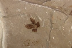 Fleur - eocene - green river fmt - Utah - USA