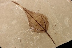 Populus wilmattae - Eocène - green river fmt - Uintah county - Utah - USA