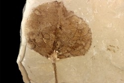 Populus wilmattae - Eocène - green river fmt - Uintah county - Utah - USA