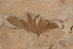 lygodium kaulfussii - éocène - green river fmt -Uintah county - Utah - USA