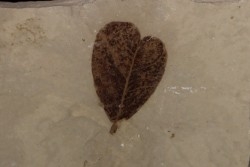 Celastrophyllum emarginatum - éocène - green river fmt -Uintah county - Utah - USA