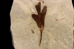 cardiospermum coloradensis - éocène - green river fmt - Uintah county - Utah - USA