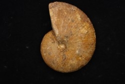 PHYLLOCERAS SEMIPLICATUM - Callovian -  Atsimo-Andrefana area, Madagascar