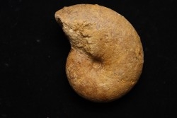 PTYCHOPHYLLOCERAS. SAINT-OURSI - Callovien - Région Atsimo-Andrefana, Madagascar