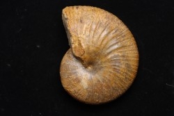 PHYLLOCERAS SEMIPLICATUM - Callovien - Région Atsimo-Andrefana, Madagascar