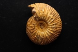 PLEUROCEPHALITES MAEVARANENSIS - Callovien - Région Atsimo-Andrefana, Madagascar