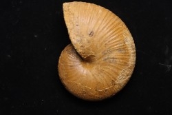 PHYLLOCERAS SEMIPLICATUM - Callovien - Région Atsimo-Andrefana, Madagascar