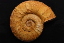 EUASPIDOCERAS BABEAUI - Oxfordian -  Atsimo-Andrefana area, Madagascar