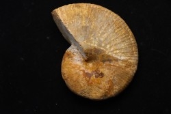 PHYLLOCERAS SEMIPLICATUM - Callovian -  Atsimo-Andrefana area, Madagascar