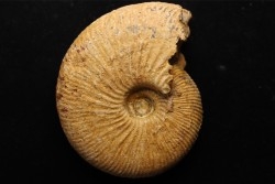 DOLIKEPHALITES FLEXUOSUS - Callovien - Région Atsimo-Andrefana, Madagascar