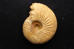 DOLIKEPHALITES aff. TYPICUS  - Callovien - Région Atsimo-Andrefana, Madagascar