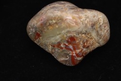 coprolithe de dinosaure poli - jurassique - Morrison Formation