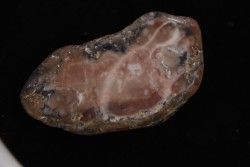 dinosaur coprolithe - jurassic - Morrison Formation