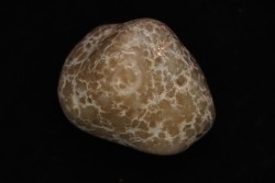 coprolithe de dinosaure poli - jurassique - Morrison Formation