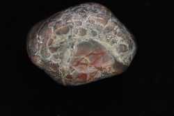 coprolithe de dinosaure poli - jurassique - Morrison Formation