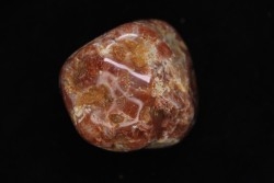 dinosaur coprolithe - jurassic - Morrison Formation