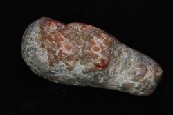 dinosaur coprolithe - jurassic - Morrison Formation