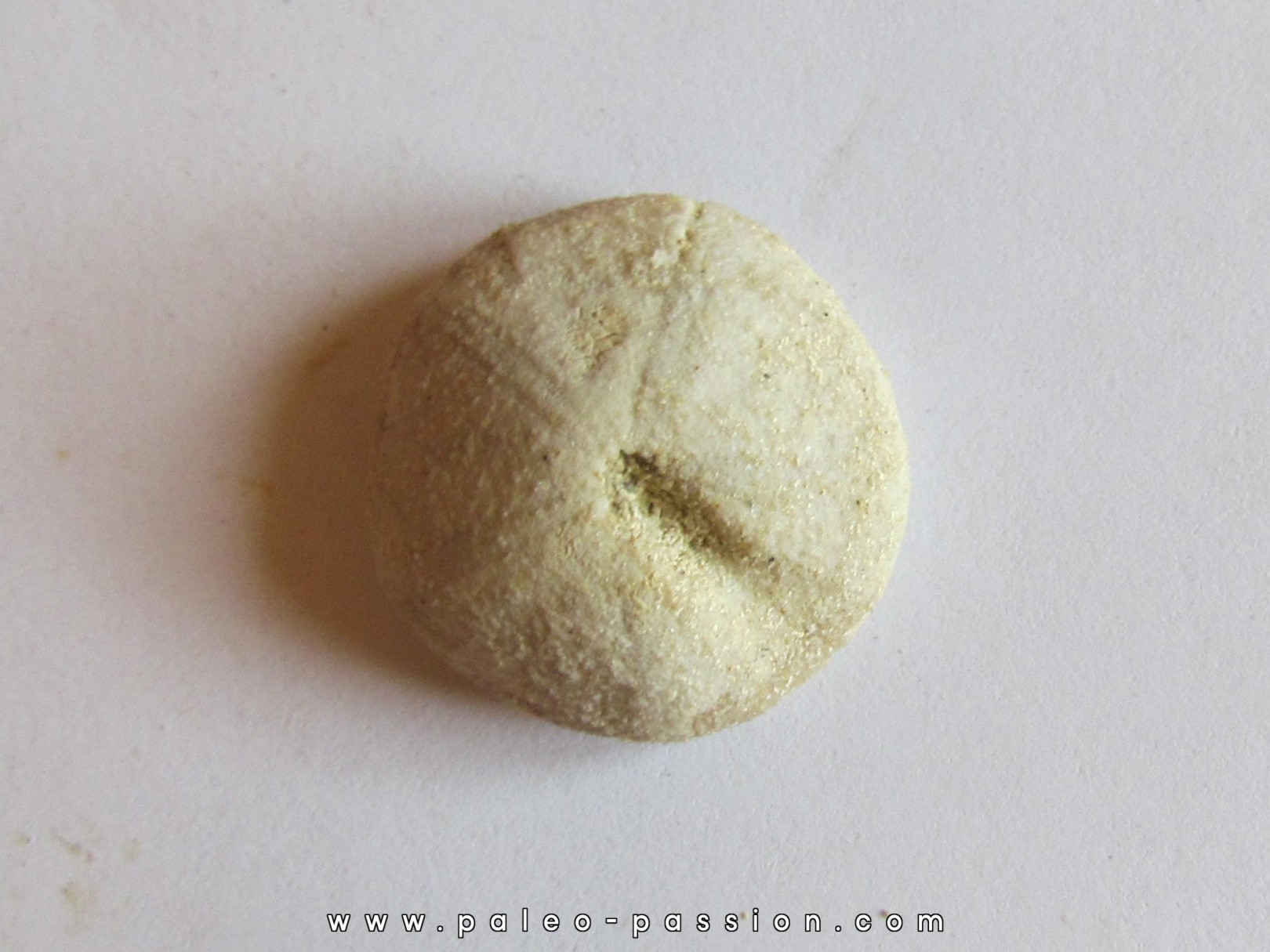 oursin galeropygus sp. oursin galeropygus sp.