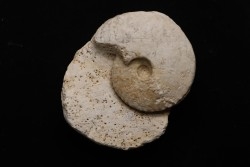 Distichoceras pas-de-jeuensis - callovien - Montreuil Bellay- FRANCE