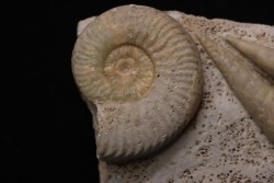 Orbignyceras trezeense - callovian - Montreuil Bellay - FRANCE