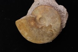 Sublunuloceras gr. virguloides (Gerard et  Contaut, 1936)  - callovian - Montreuil Bellay - FRANCE