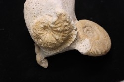 Phlycticeras waageni (Buckman, 1914)   callovien  horizon à leckenbyi  Montreuil Bellay - 49 - FRANCE