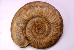 Leptosphinctes leptus - bajocian - Bayeux -14 - FRANCE