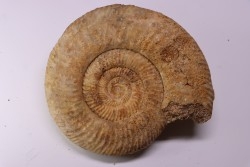 PARKINSONIA PARKINSONI  bajocien  Bayeux -14 - FRANCE