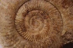 PARKINSONIA PARKINSONI  bajocien  Bayeux -14 - FRANCE