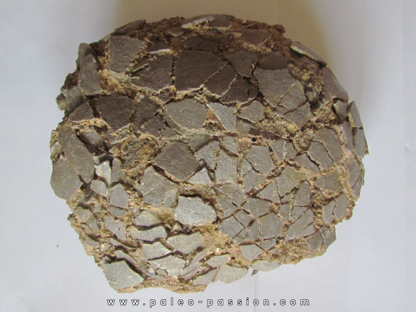 DINOSAUR EGG from france DINOSAUR EGG from france