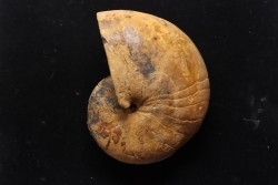 ANGLONAUTILUS sp.  Cenomanien  Atsimo- Andrefana, Madagascar