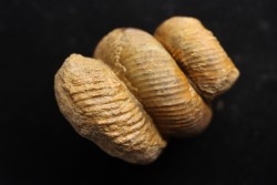 BOSTRYCHOCERAS AURICULATUM  (Collignon, 1969)  coniacien  Belo sur Tsiribihina, Madagascar