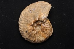 PSEUDOSCHLOENBACHIA (HOURCQUIELLA) AMPAMBIENSIS  campanien  Belo sur Tsiribihina - MADAGASCAR