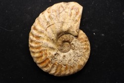 PSEUDOSCHLOENBACHIA (FOURNIERELLA) NOIZETI  campanien  Belo sur Tsiribihina - MADAGASCAR