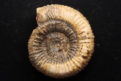 Catacoeloceras crassum (Y&B)   - Toarcien - Brionnais, France