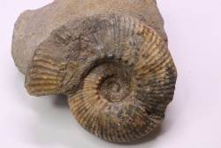 Hammatoceras Speciosum - Toarcien - Roanne - FRANCE