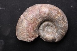 LYTOCERAS CORNUCOPIAE   toarcian  Belmont - France