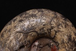 Perilytoceras jurense (Zieten)  Toarcien  Toarcien  Roanne - FRANCE