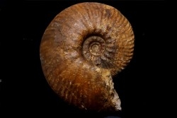 Hammatoceras pachu - Toarcien  - Loire - FRANCE