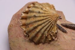 CTENOSTREON RUGOSUM et belemnites Acrocoelites  - aalenien - Belmont, FRANCE