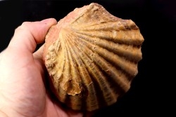 CTENOSTREON RUGOSUM - aalenian - Belmont, FRANCE