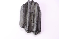 Dent de cheval  Equus complicatus  Pléistocène   Beaufort County, South Carolina, USA