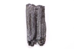 Dent de cheval  Equus complicatus  Pléistocène   Beaufort County, South Carolina, USA