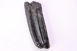 Dent de cheval  Equus complicatus  Pléistocène   Beaufort County, South Carolina, USA