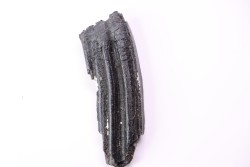 Dent de cheval  Equus complicatus  Pléistocène   Beaufort County, South Carolina, USA