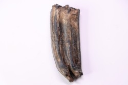 Dent de cheval  Equus complicatus  Pléistocène   Beaufort County, South Carolina, USA