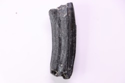 Dent de cheval  Equus complicatus  Pléistocène   Beaufort County, South Carolina, USA