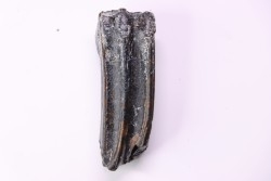 Dent de cheval  Equus complicatus  Pléistocène   Beaufort County, South Carolina, USA